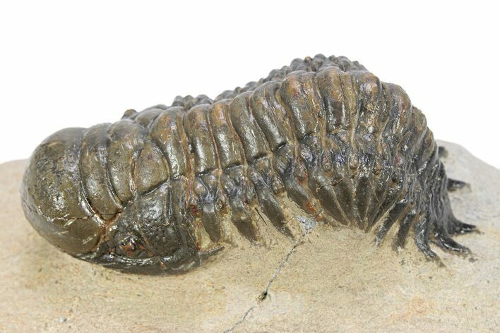 Crotalocephalina Trilobite - Atchana, Morocco #340896